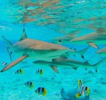 Blacktip sharks Bora Bora
