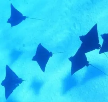 Rays Motu Fanfan Bora Bora