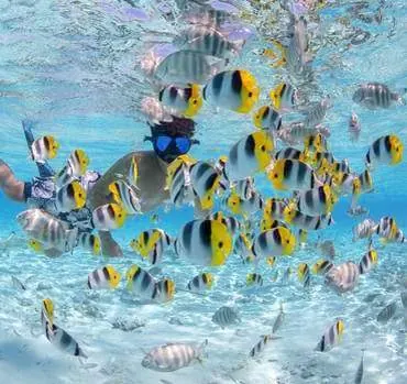 Snorkeling Motu Fanfan Bora Bora