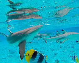 shark-snorkeling-bora-bora-motu-fanfan-half-day-tour