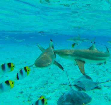 bora-bora-requins-snorkeling-motu-fanfan-tour-catamaran